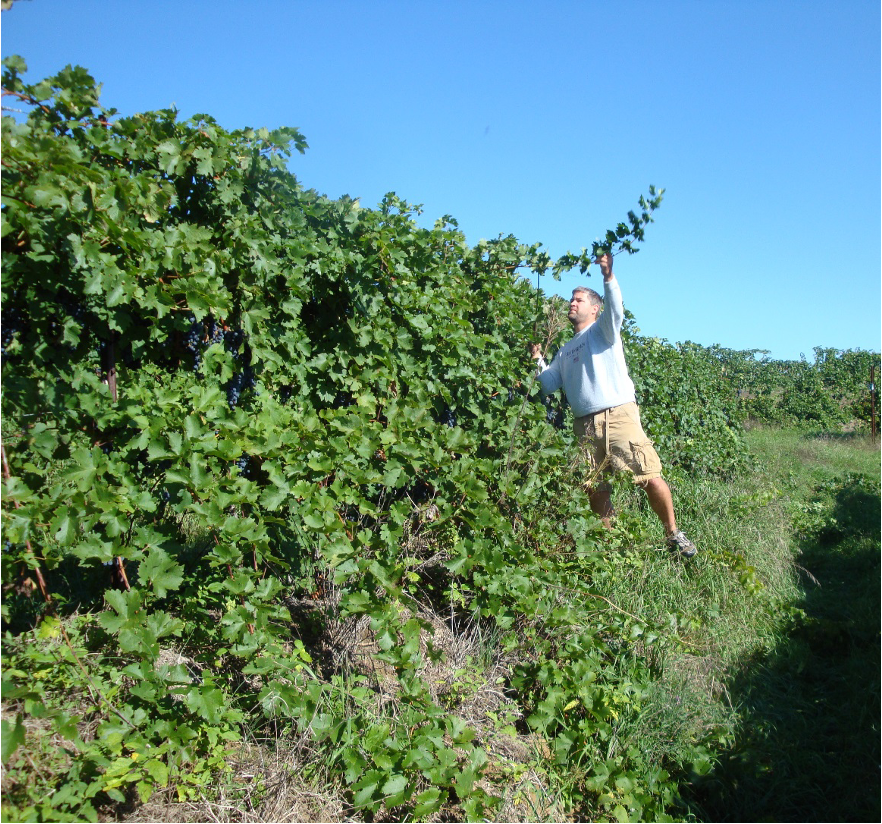 A person standing between rows of grapevines in a vineyard, reaching up to inspect or prune a vine. The vineyard is lush and green, with dense foliage on trellised vines under a clear blue sky.